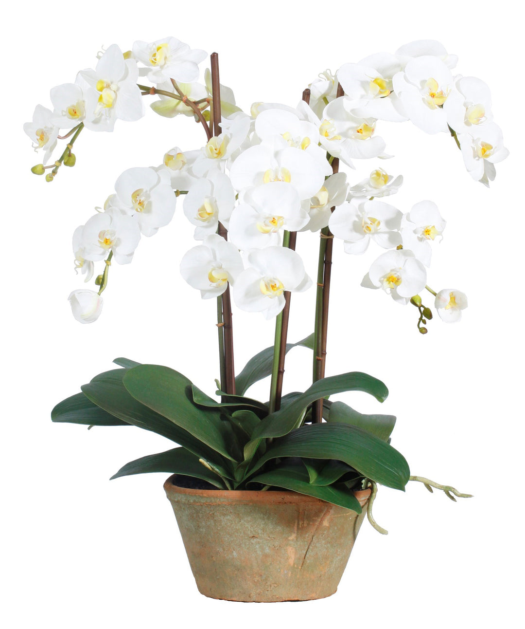 Phalaenopsis Pot Planter