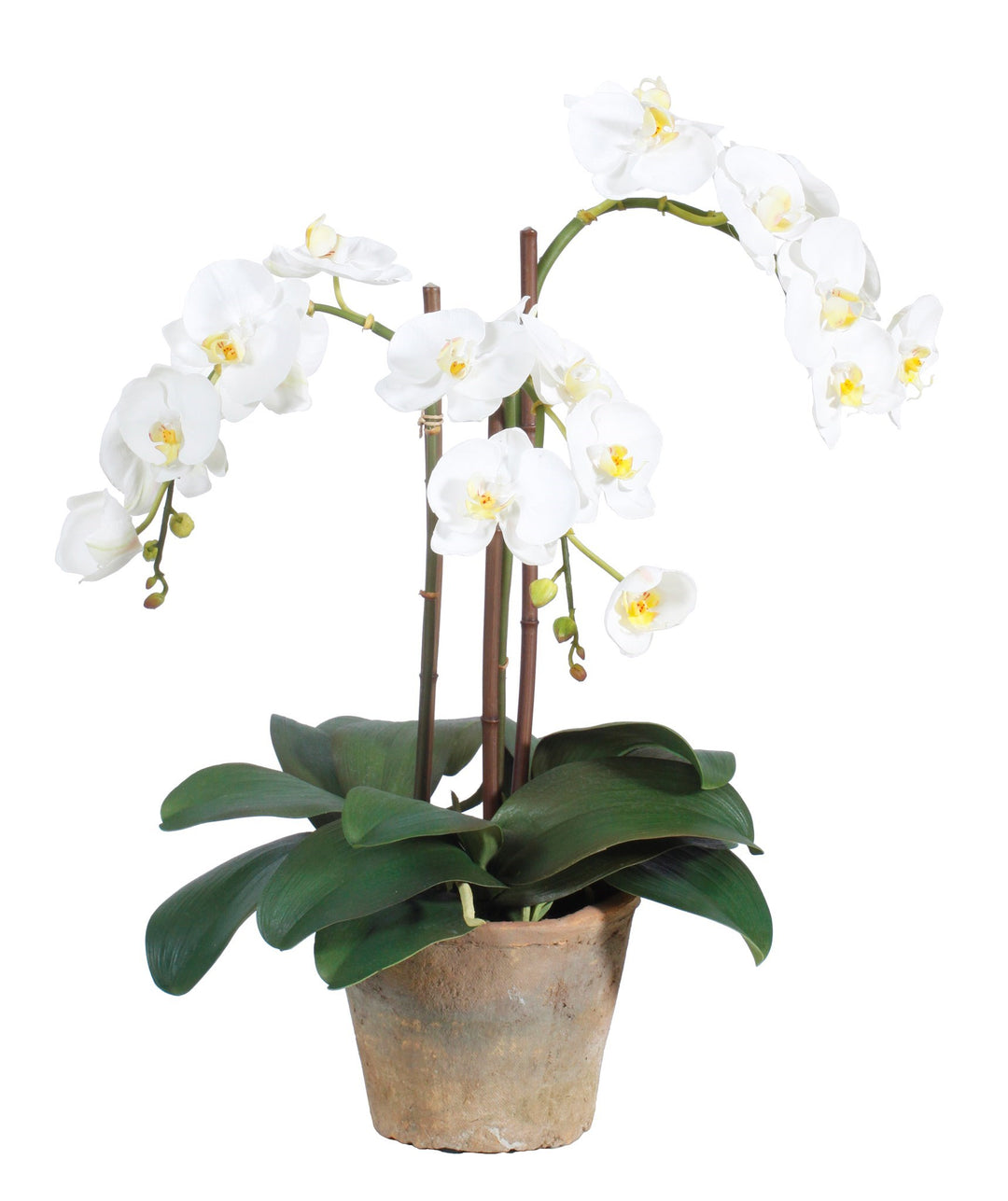 Phalaenopsis Potted 19 inch