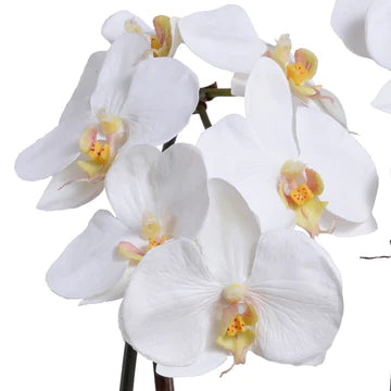 Phalaenopsis Orchid in Terracotta - 2 stem