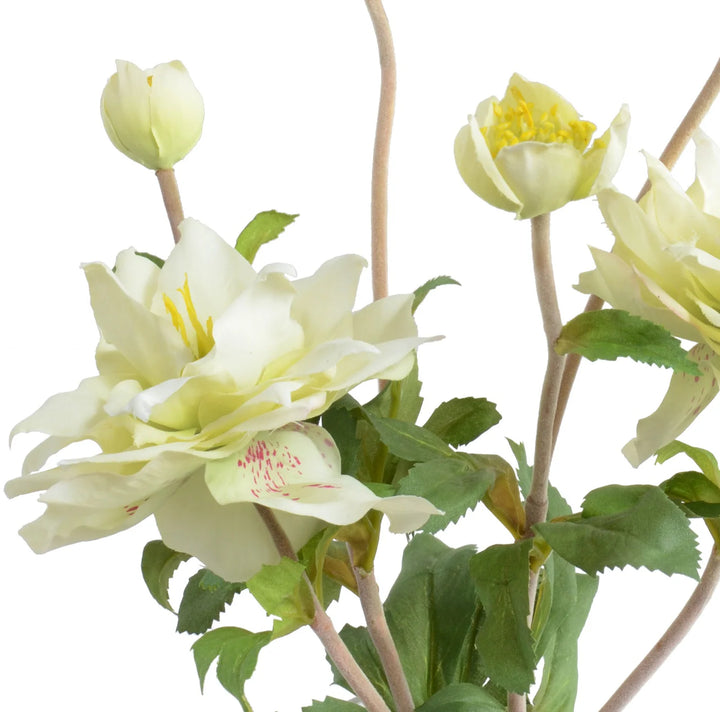 Cream Lenten Rose Arrangement