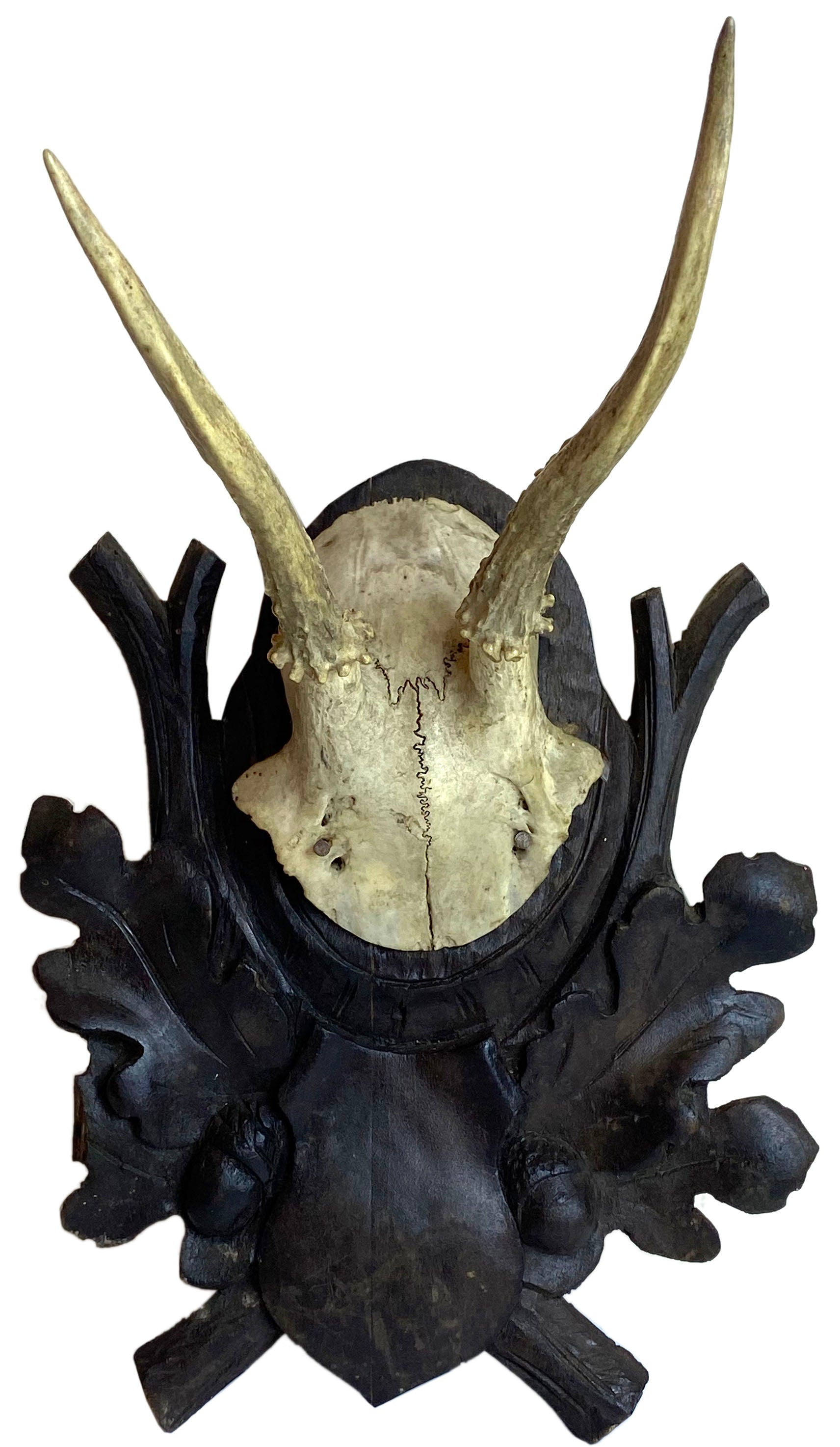 Trophy Wild 12 Point Whitetail Deer Skull Antler Mount Horn