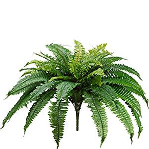 Boston Fern Bush-16 in