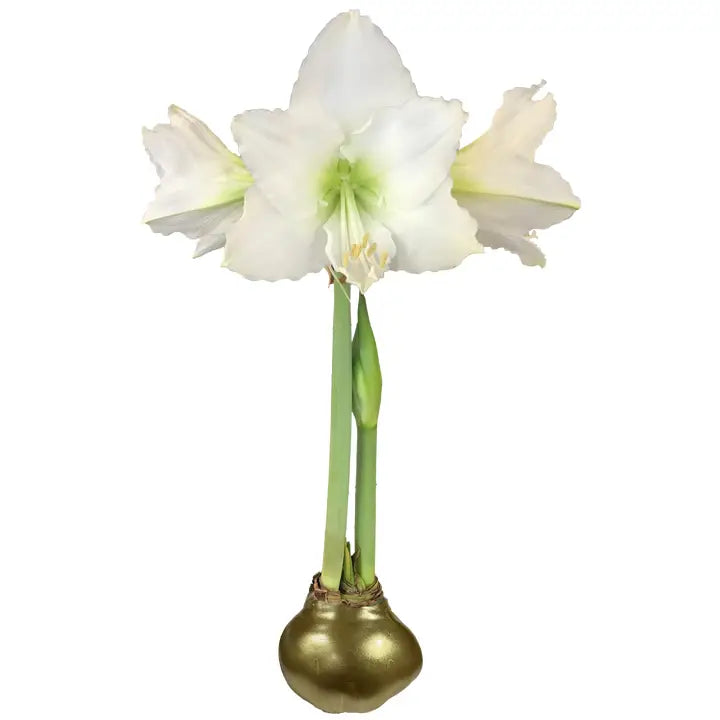 Waxed Amaryllis Bulb – White Flower
