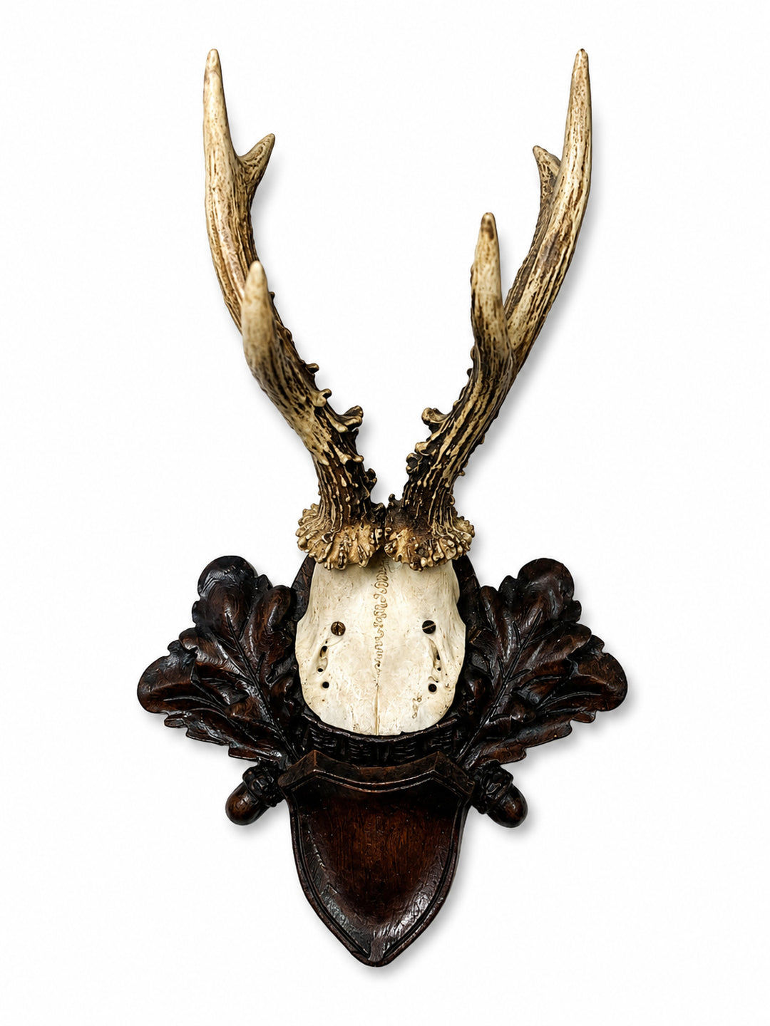 European Roe Deer Trohpy Mount