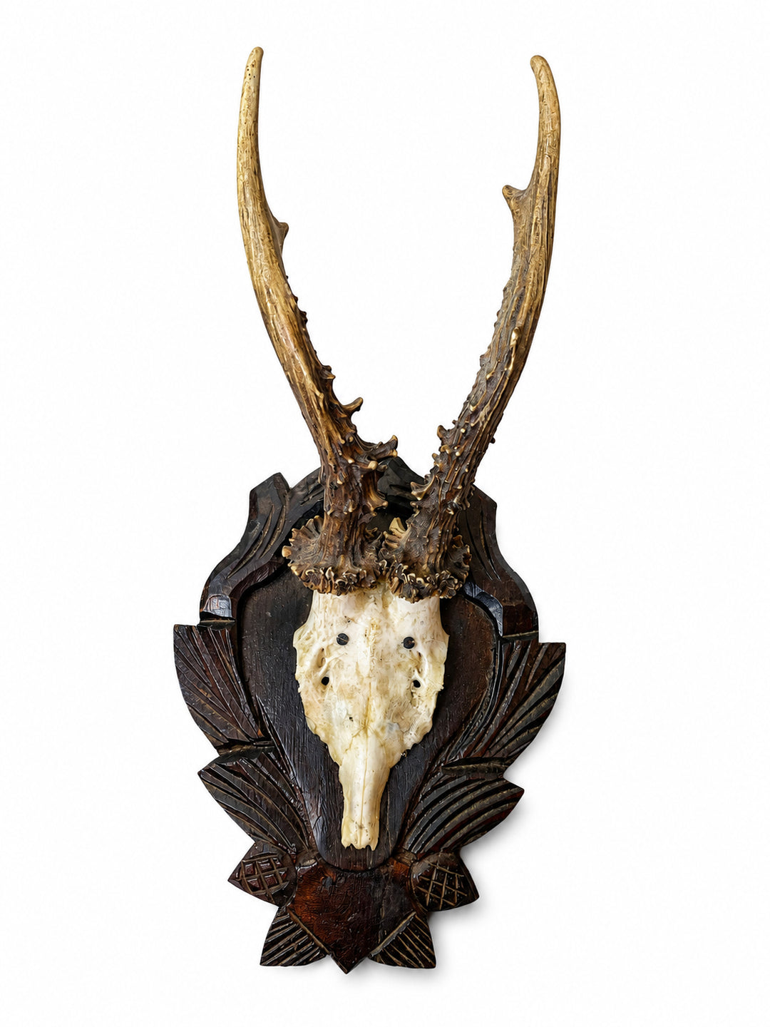 German Black Forest Trophy Mount