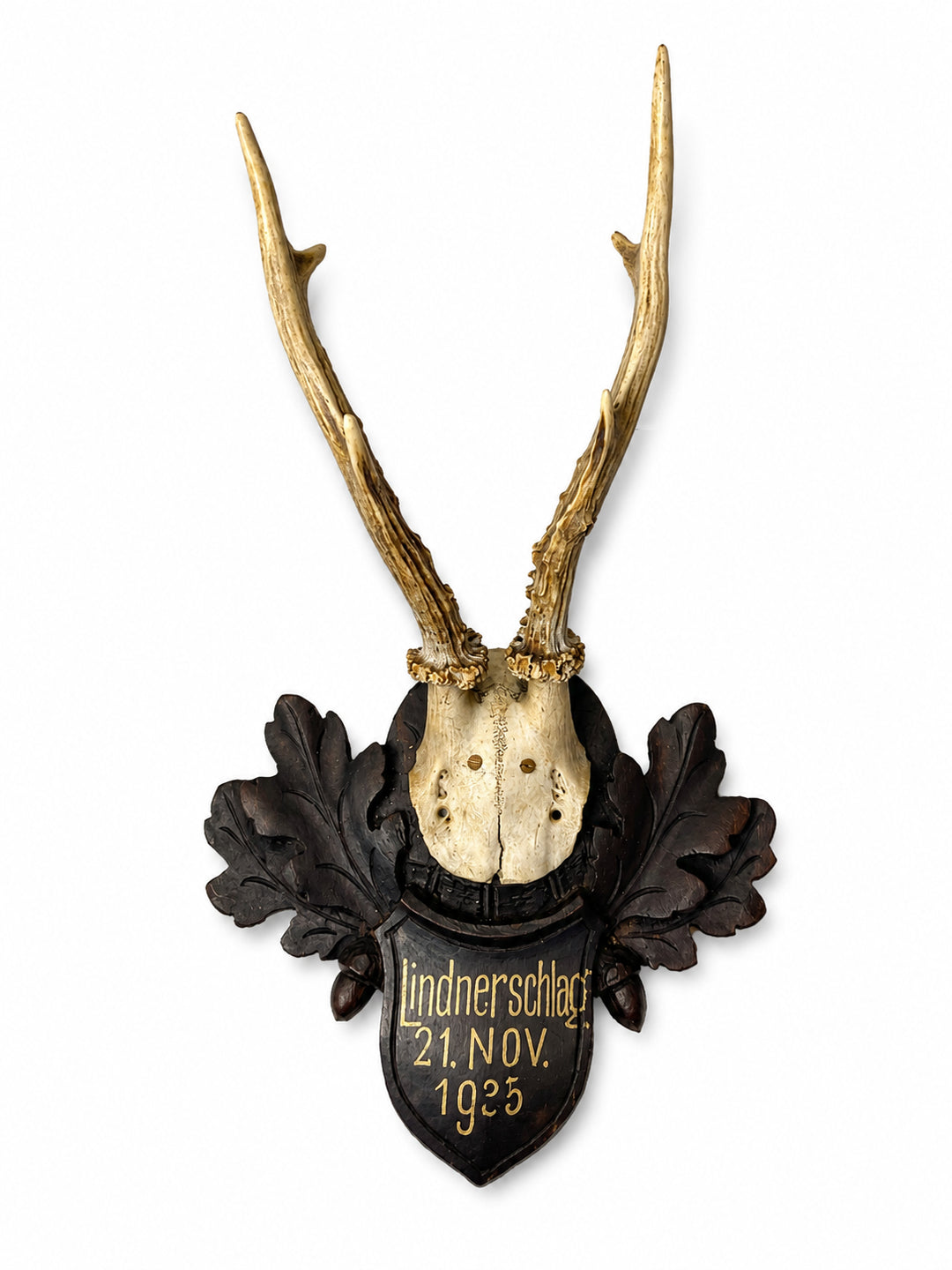 Austrian Black Forest Trophy Mount