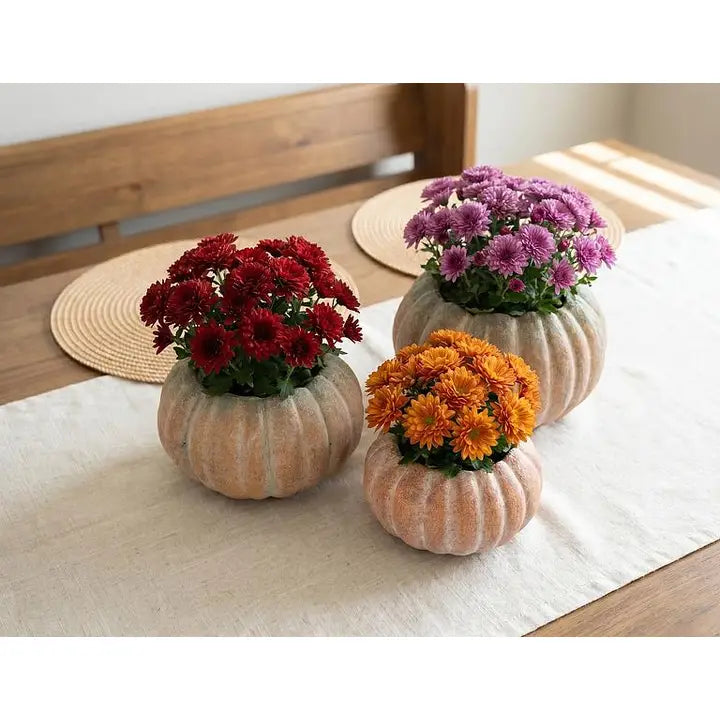 Pumpkin Planter