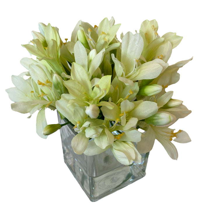 Agapanthus Blossom in 3" Square Glass Vase
