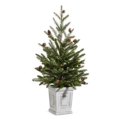 Pine Tree in White Container