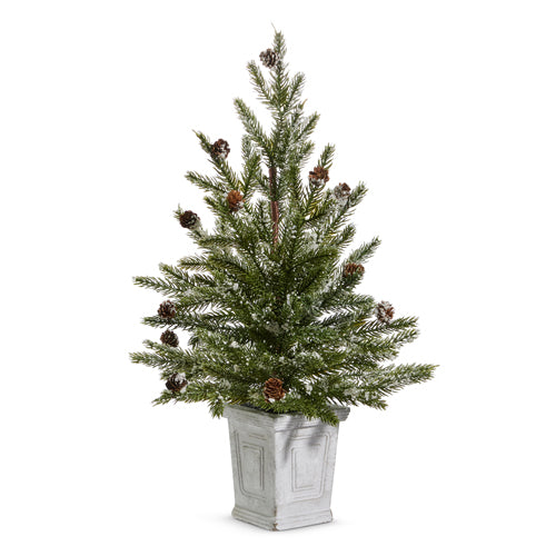 Pine Tree in White Container