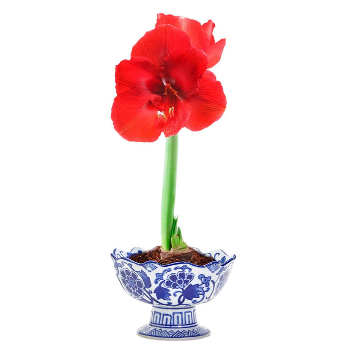 Blue & White Lotus Scalloped Bowl