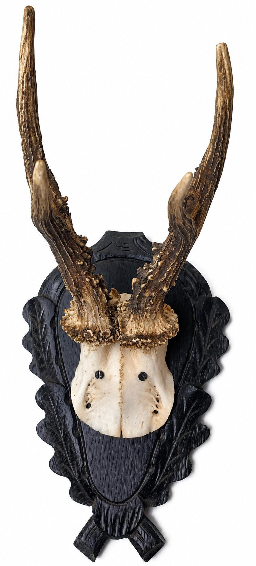 Vintage European Antler Trophy Mount on Carved Shield