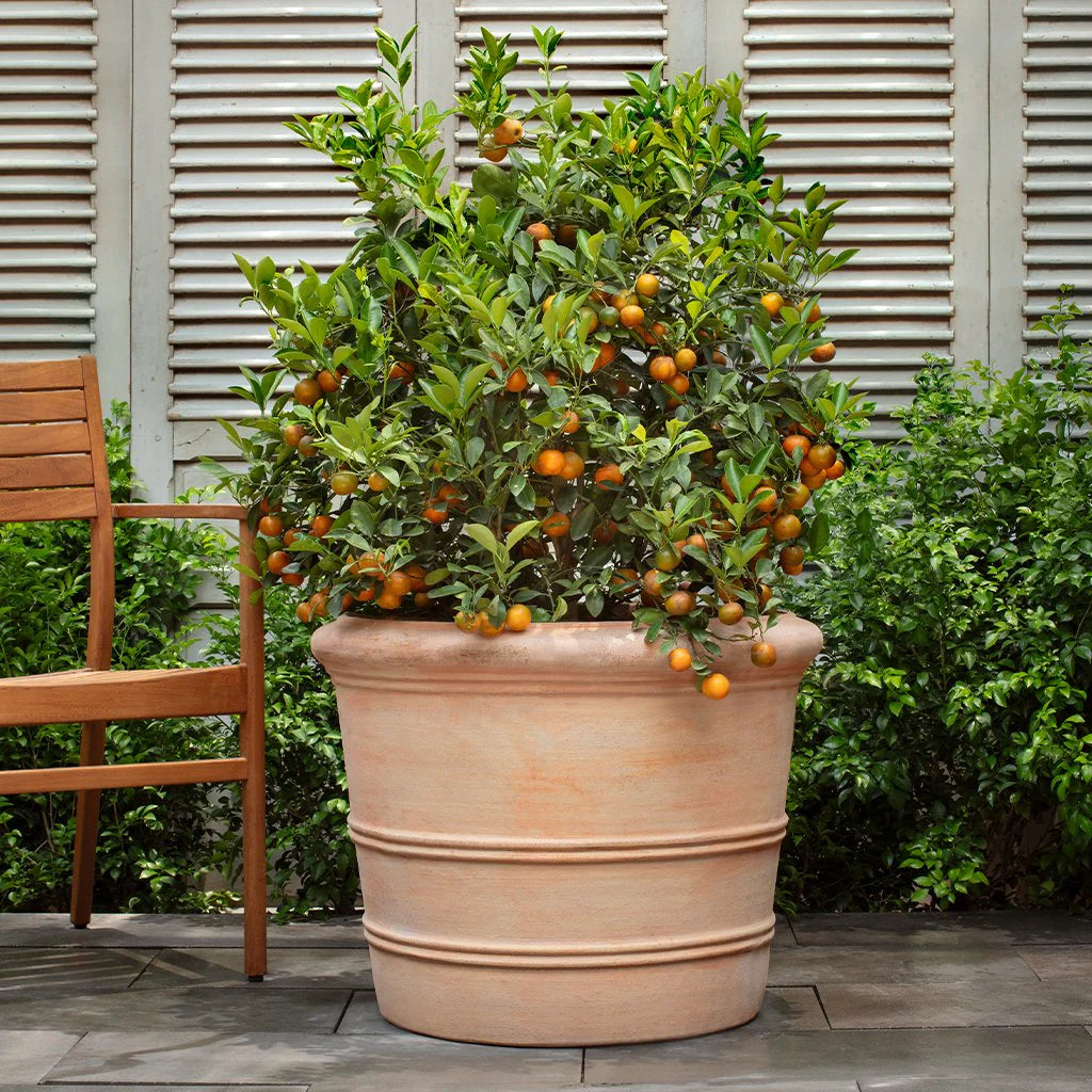 Classic Orangerie Planter – Terra Cotta
