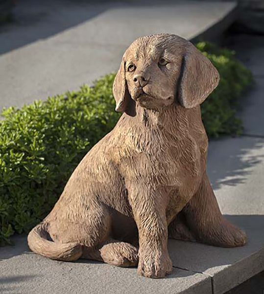 Golden Retriever Puppy