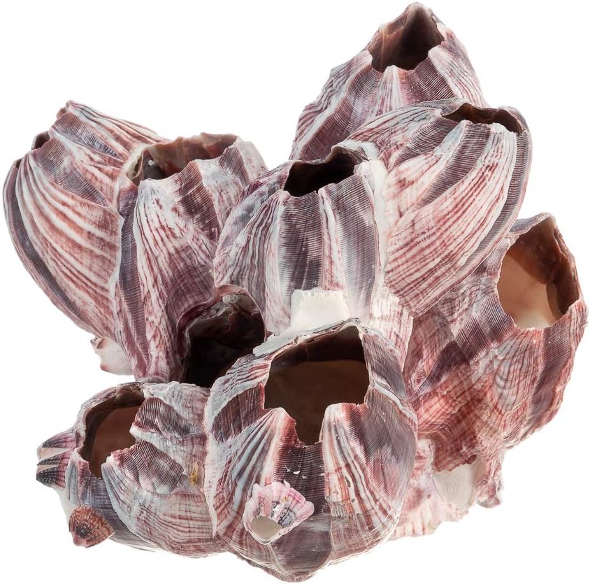 Natural Reef Purple Barnacle Cluster