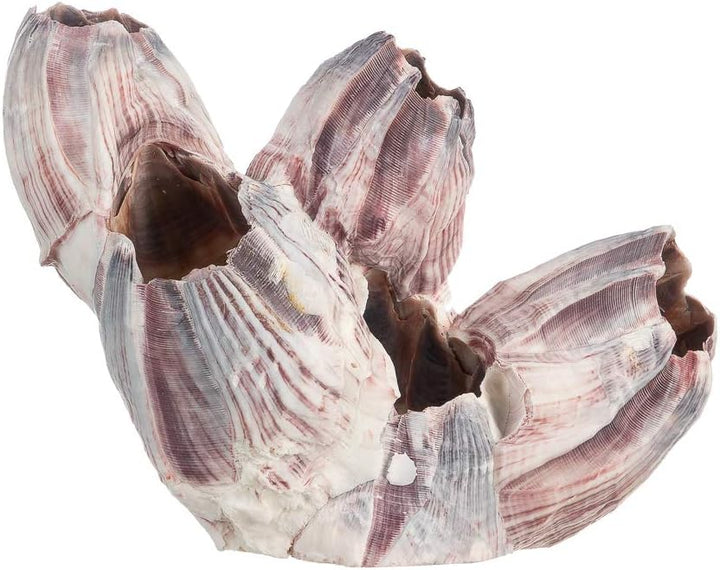 Natural Reef Purple Barnacle Cluster