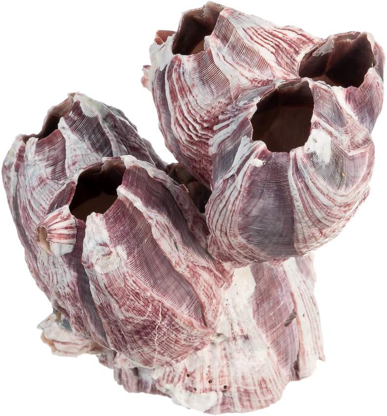 Natural Reef Purple Barnacle Cluster
