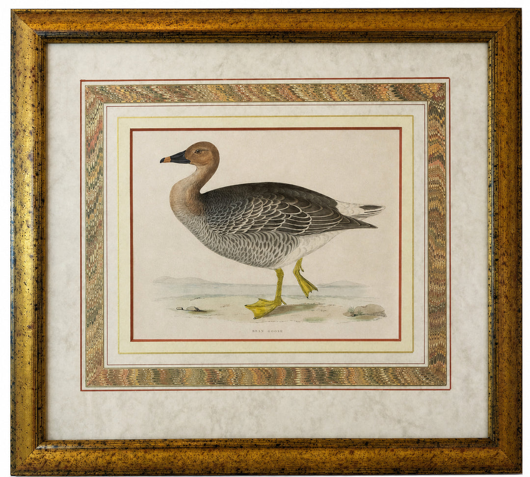 Framed “Bean Goose” Natural History Bird Study