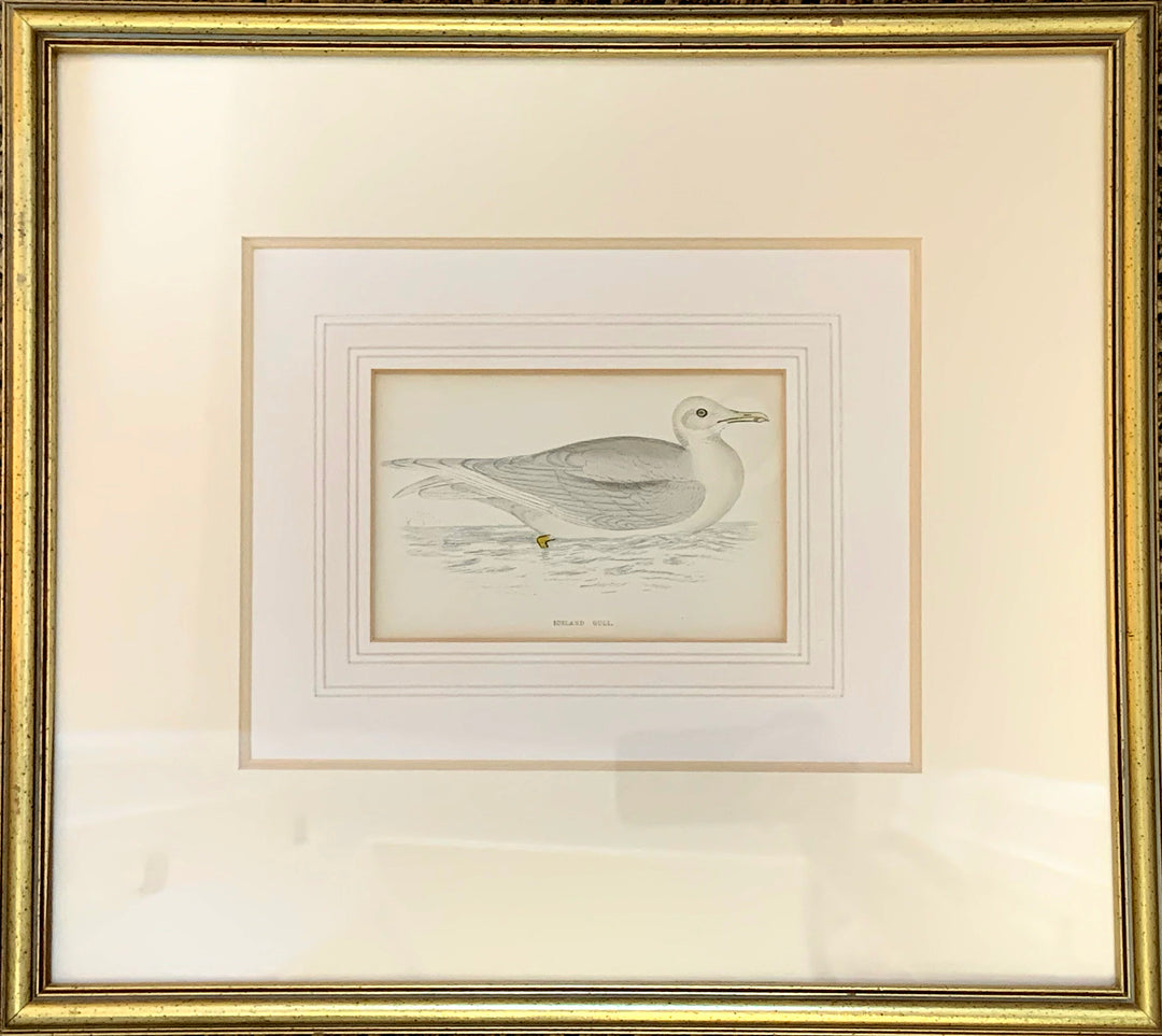 British Bird Engraving - Icelandic Gull