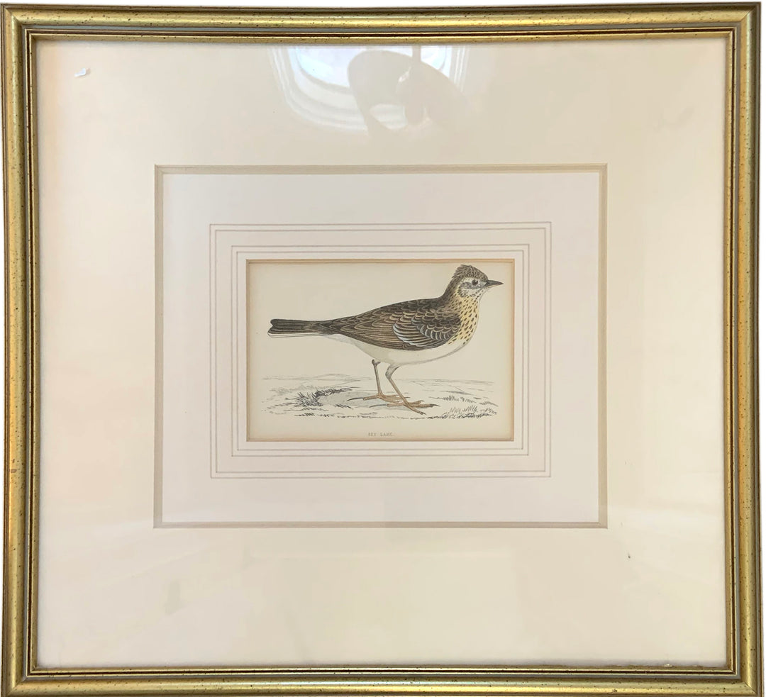 British Bird Engraving - Sky Lark