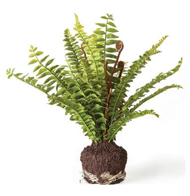 Boston Fern Drop-In