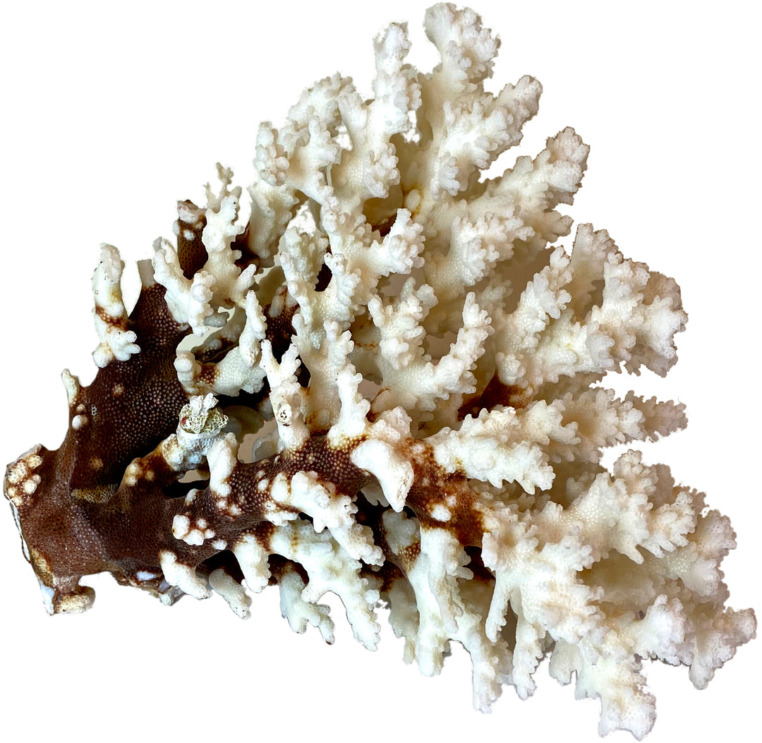 Natural Coral Specimen