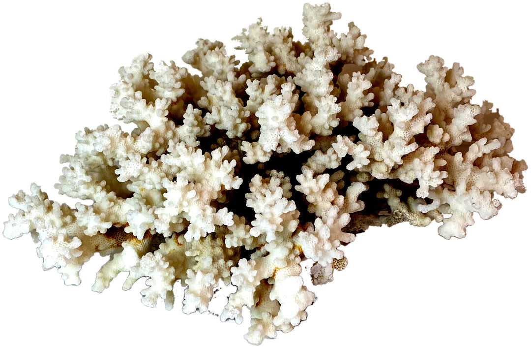 Natural Coral Specimen