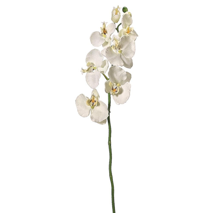 Phalaenopsis Cream Orchid Spray 29"