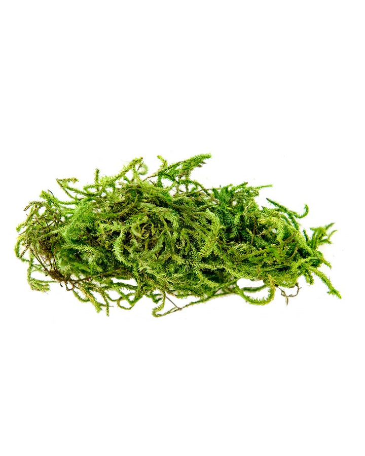 Forest Moss- 120 cu in