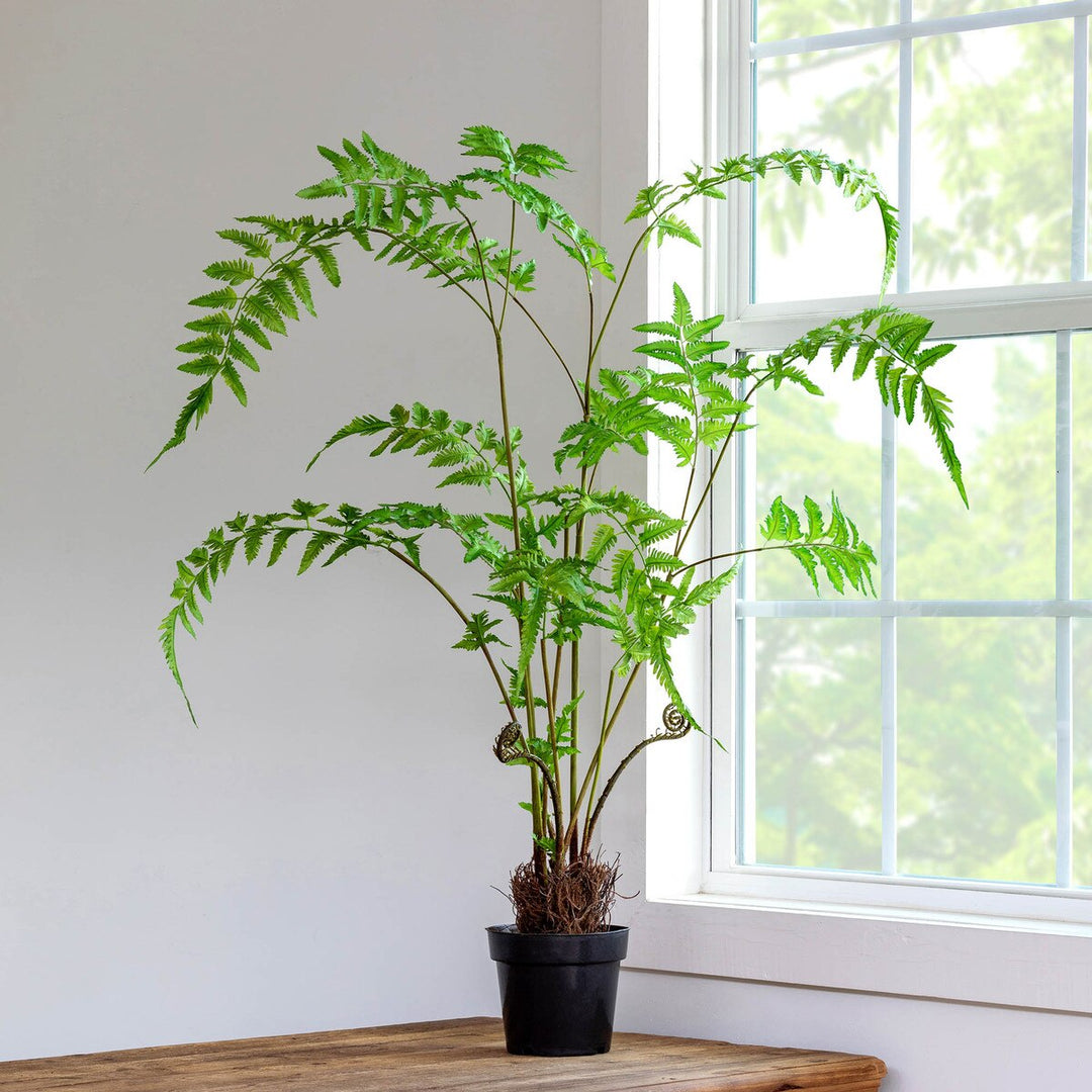 Forest Fern Plant