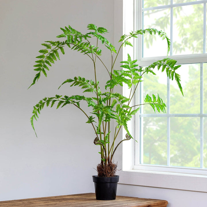 Forest Fern Plant