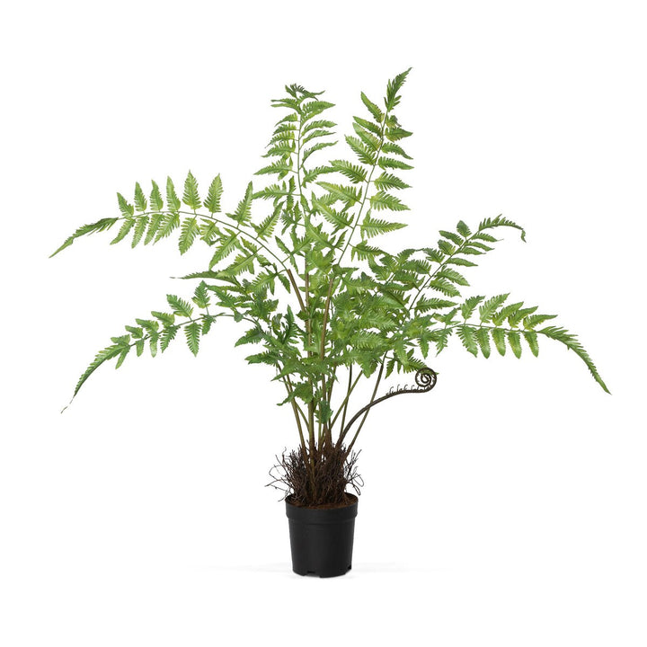 Forest Fern Plant