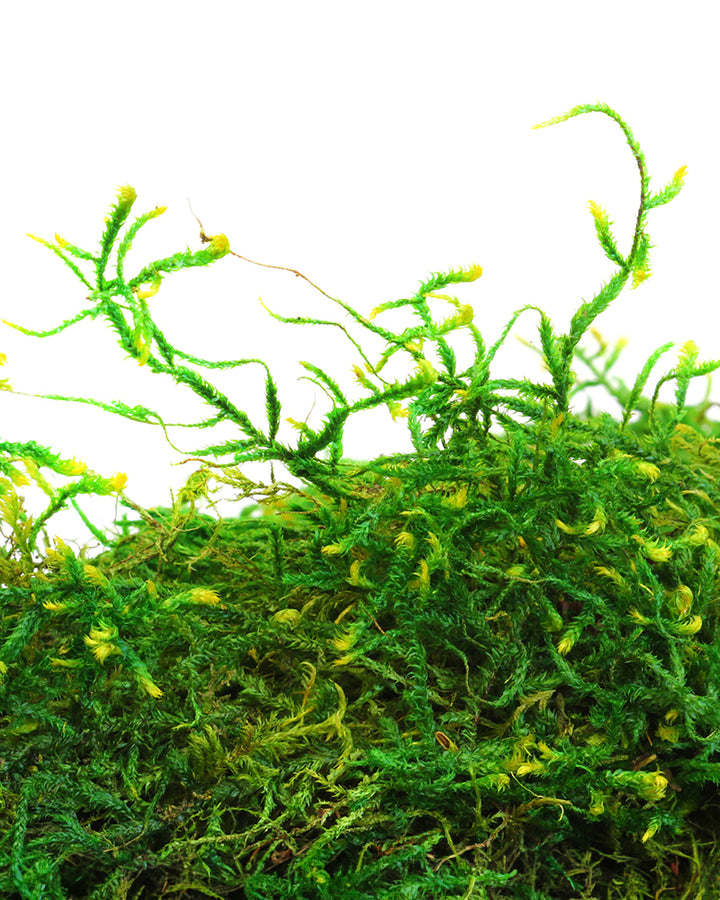 Forest Moss- 120 cu in