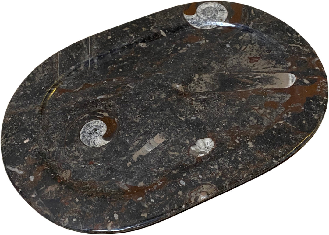 Fossil Platter from Morocco