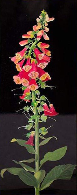 Foxglove Black Lacquer Tray