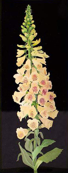 Foxglove Black Lacquer Tray