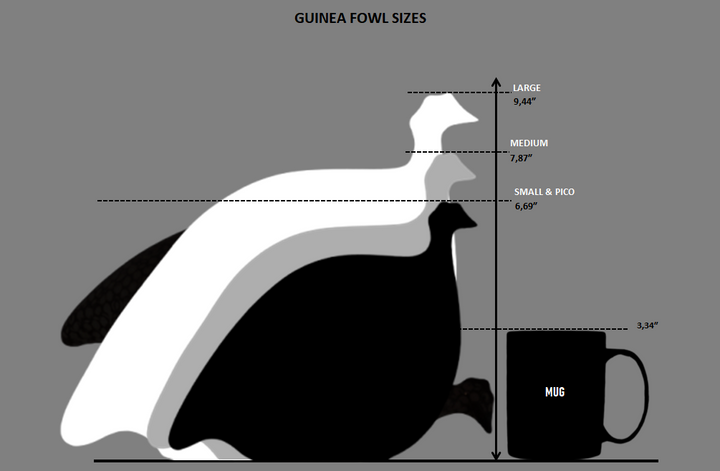 Caillard Guinea Fowl - Pecking
