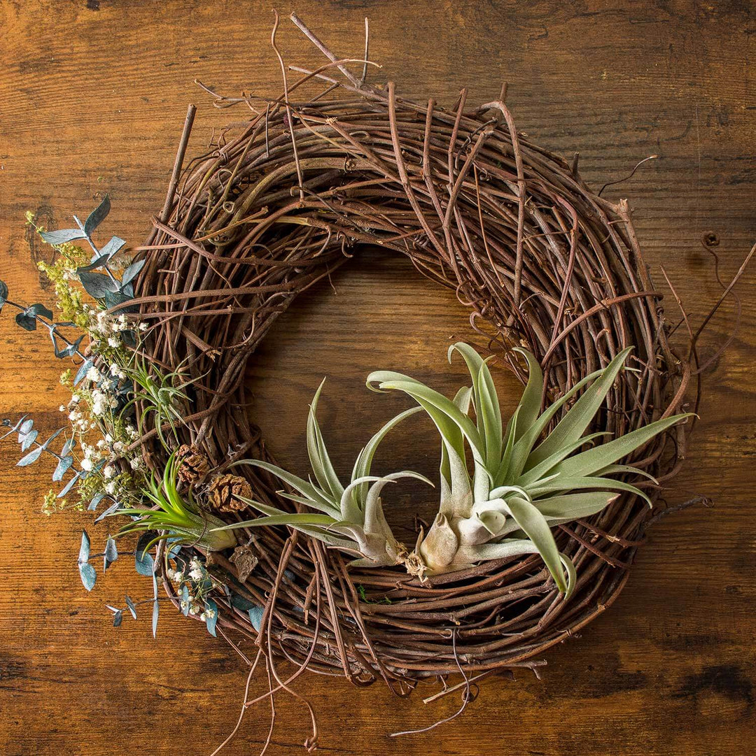 Natural Orchard Grapevine Wreath