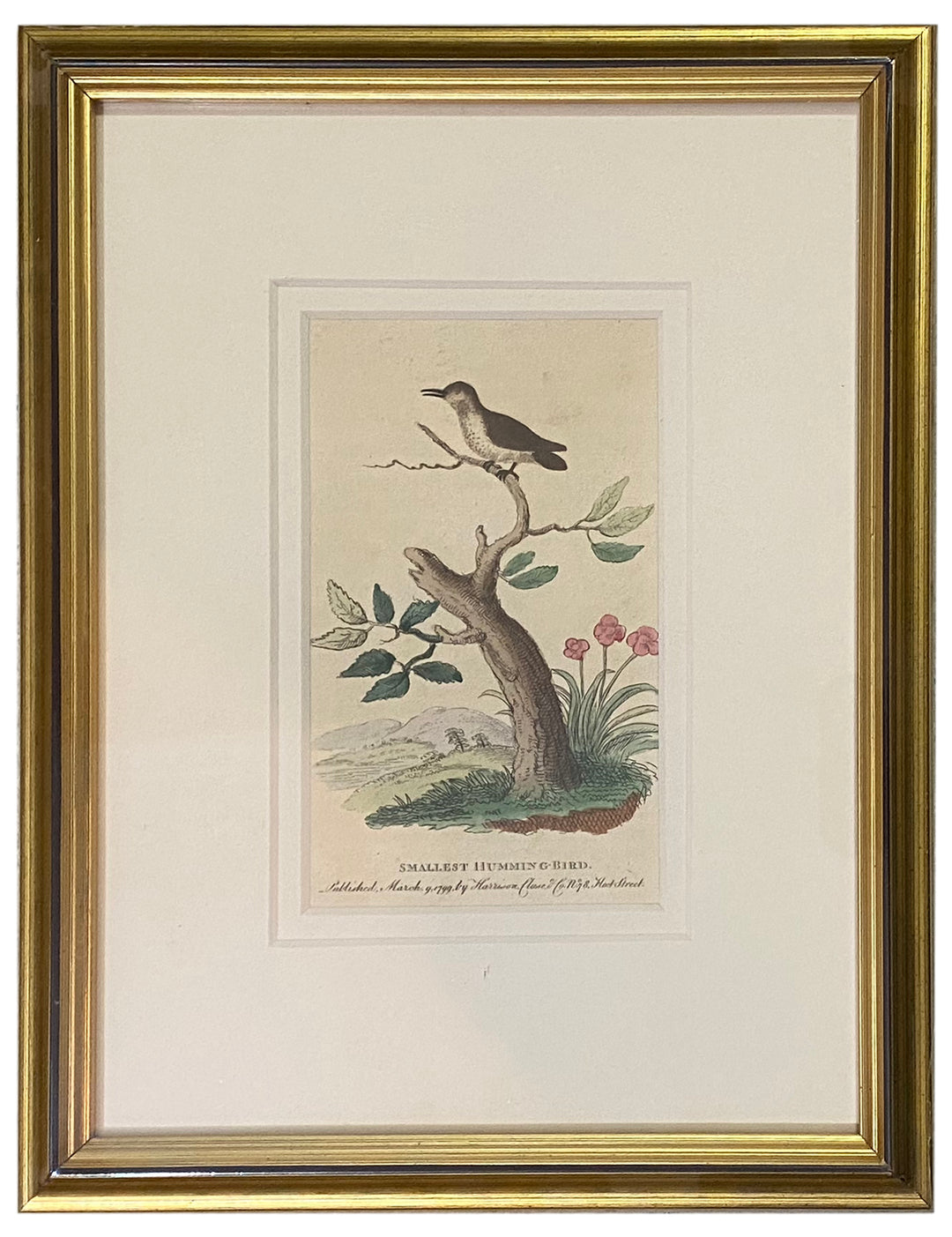 Early 19th Century Engraving - Birds