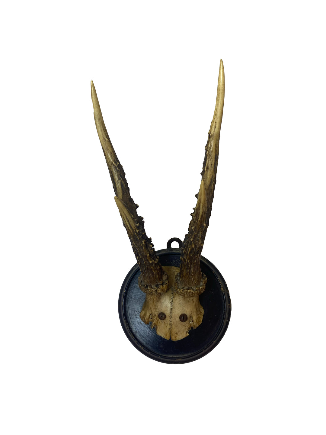 Vintage European Antler Trophy on Round Mount