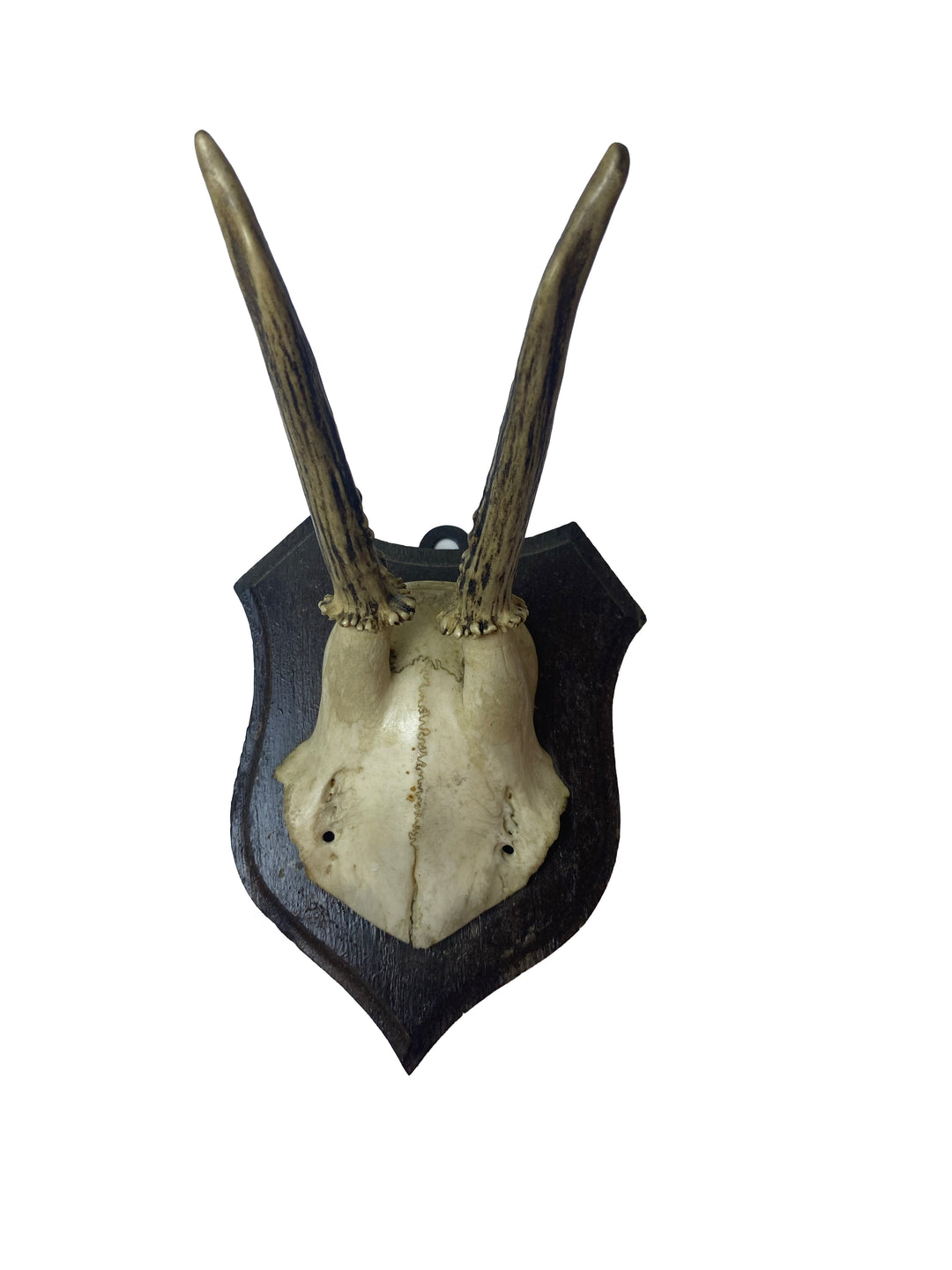 Small Vintage German Antler Trophy Mount