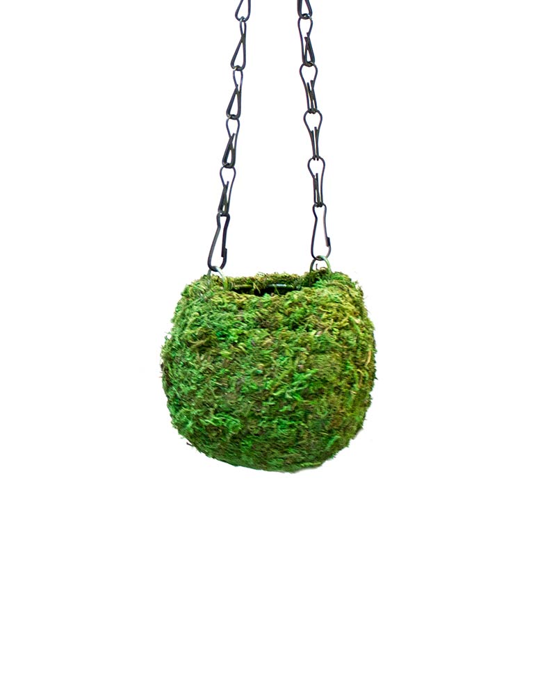 Kokedama Moss Ball