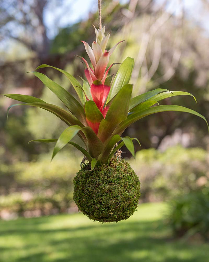 Kokedama Moss Ball