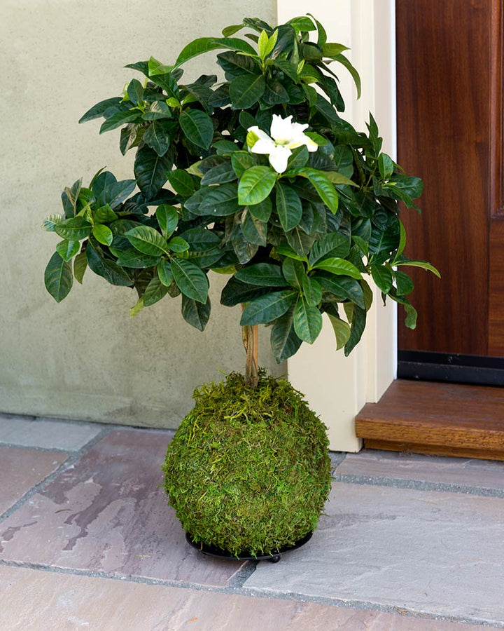 Kokedama Moss Ball