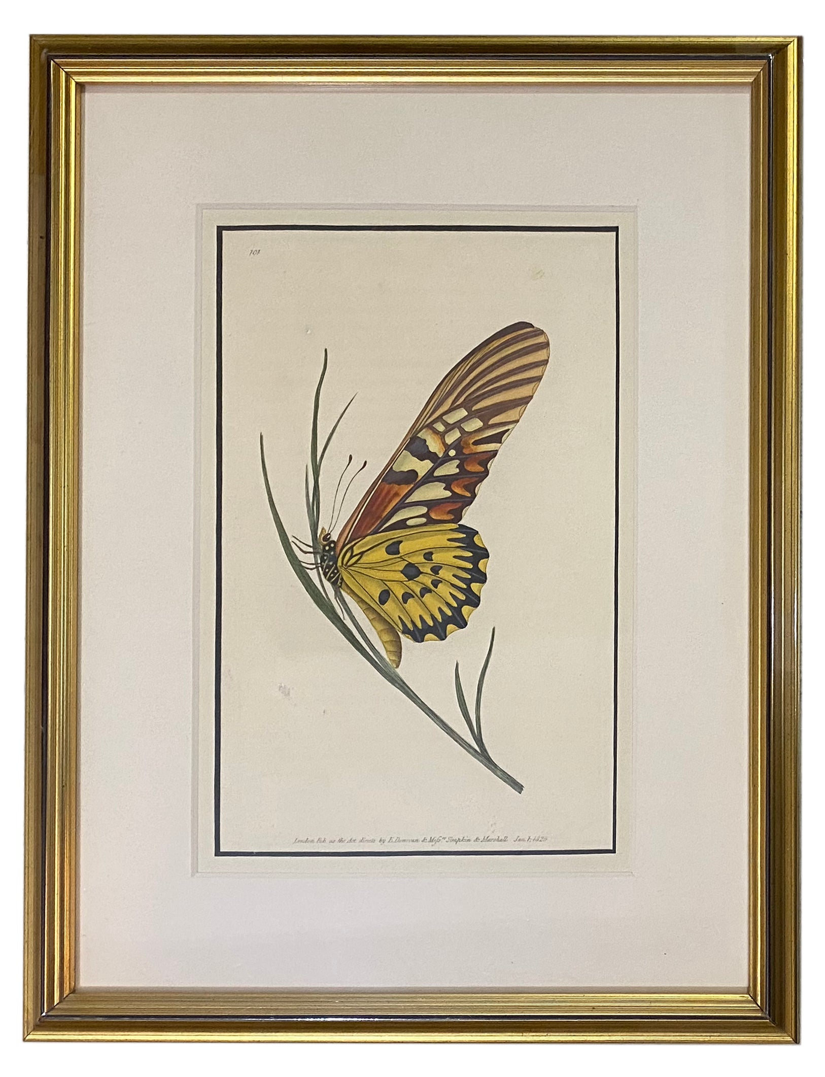 Early 19th Century Engraving - Butterfly – Patina Polished Living
