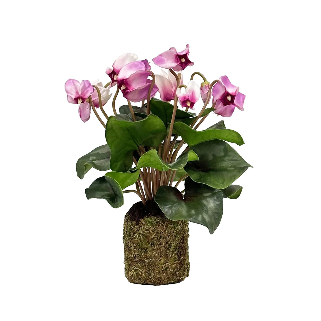 Cyclamen in the Soil