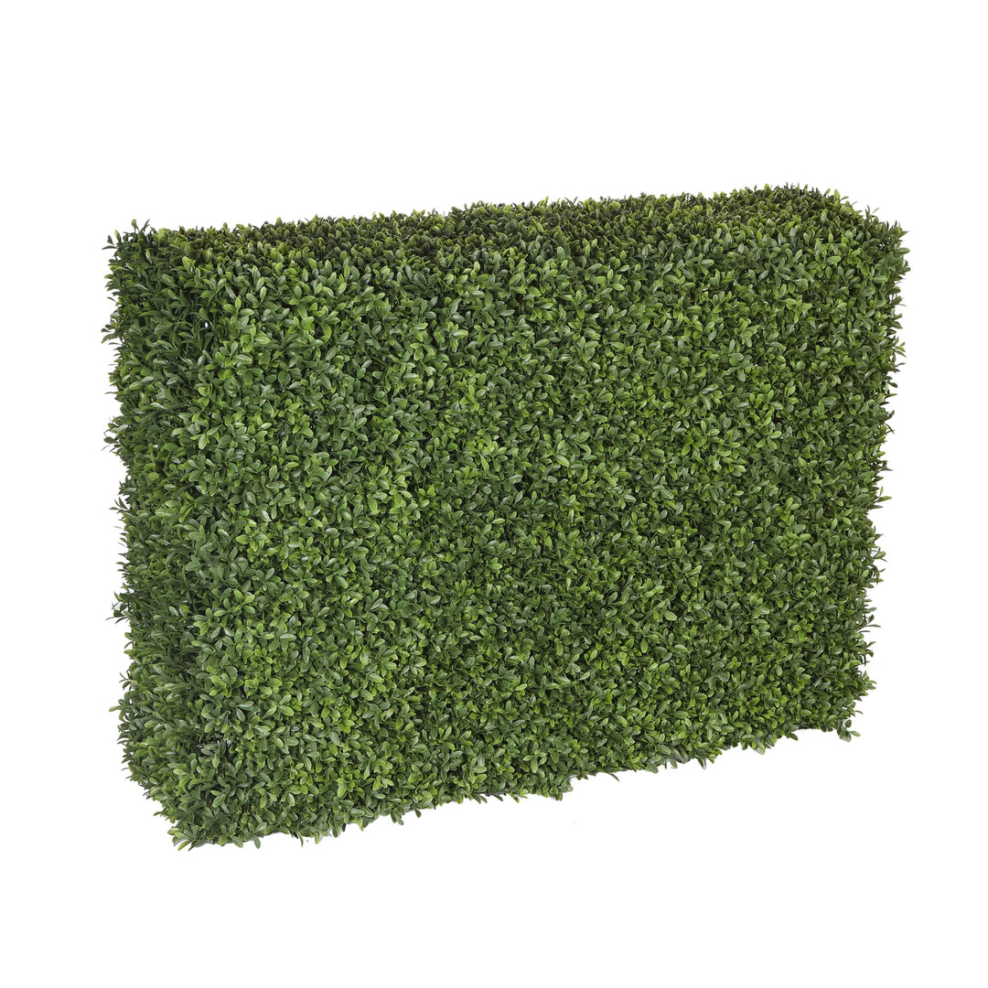 Boxwood Hedge