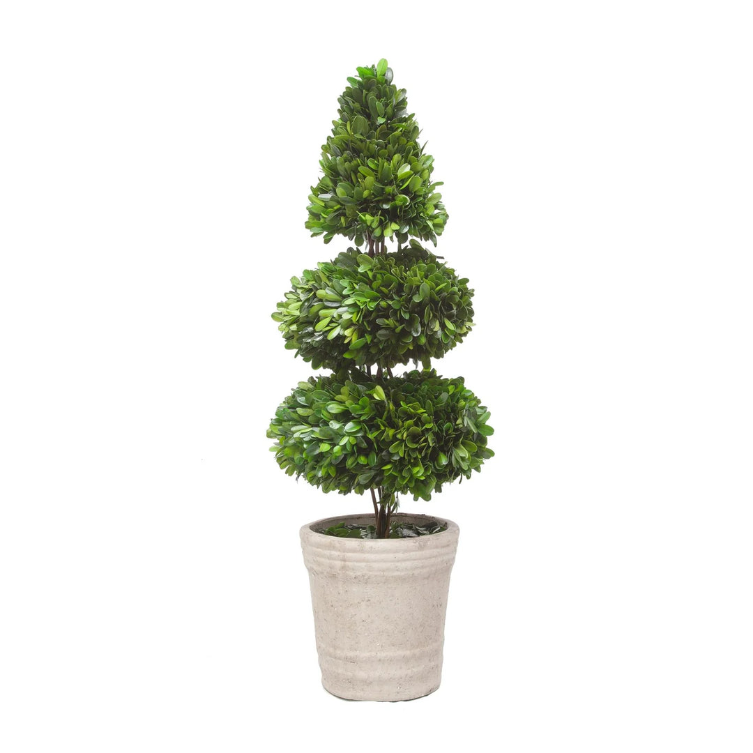 Boxwood Rodeo Topiary