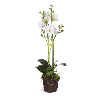 Phalaenopsis Orchid Drop-In