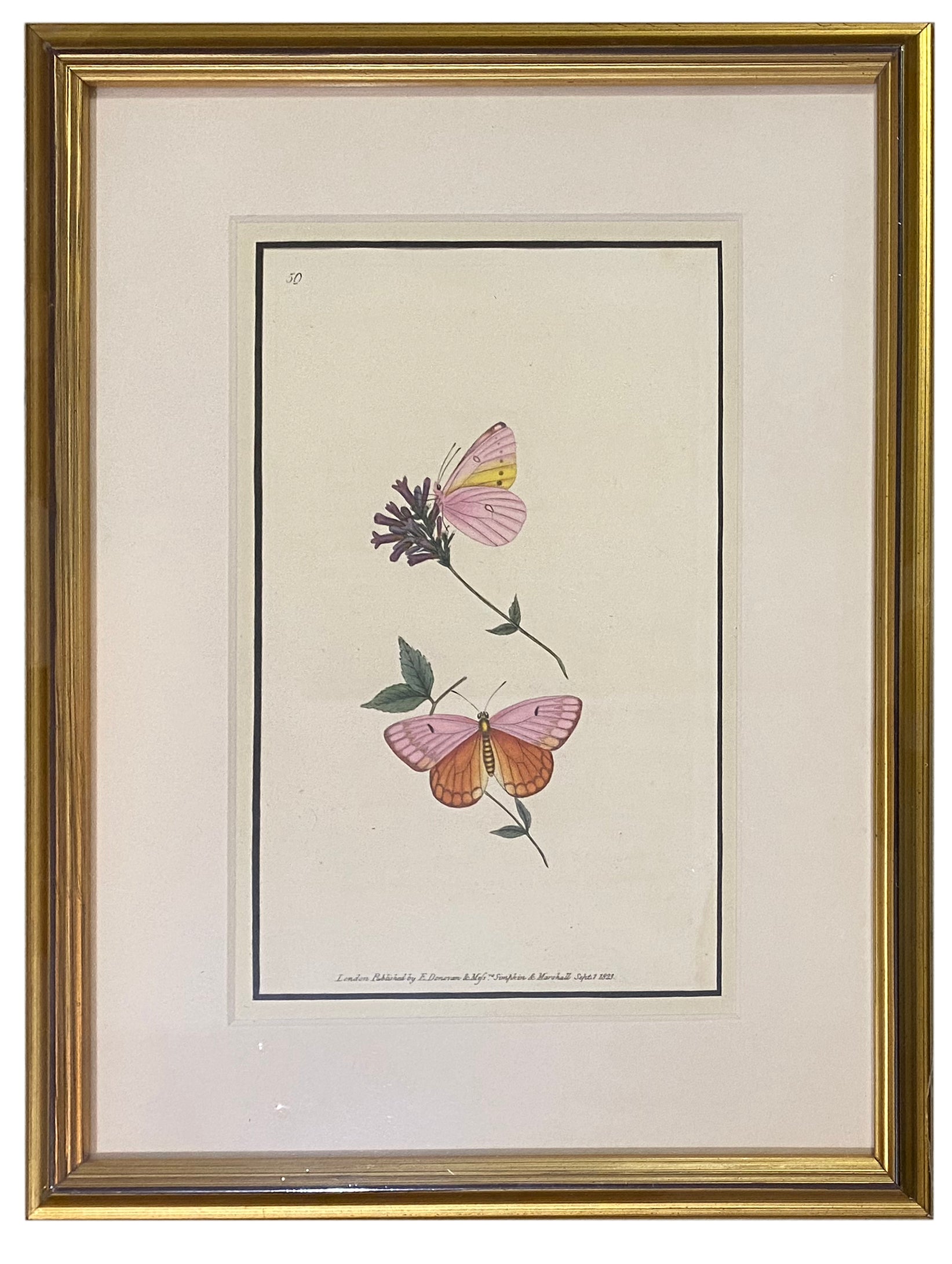 Early 19th Century Engraving - Butterfly – Patina Polished Living